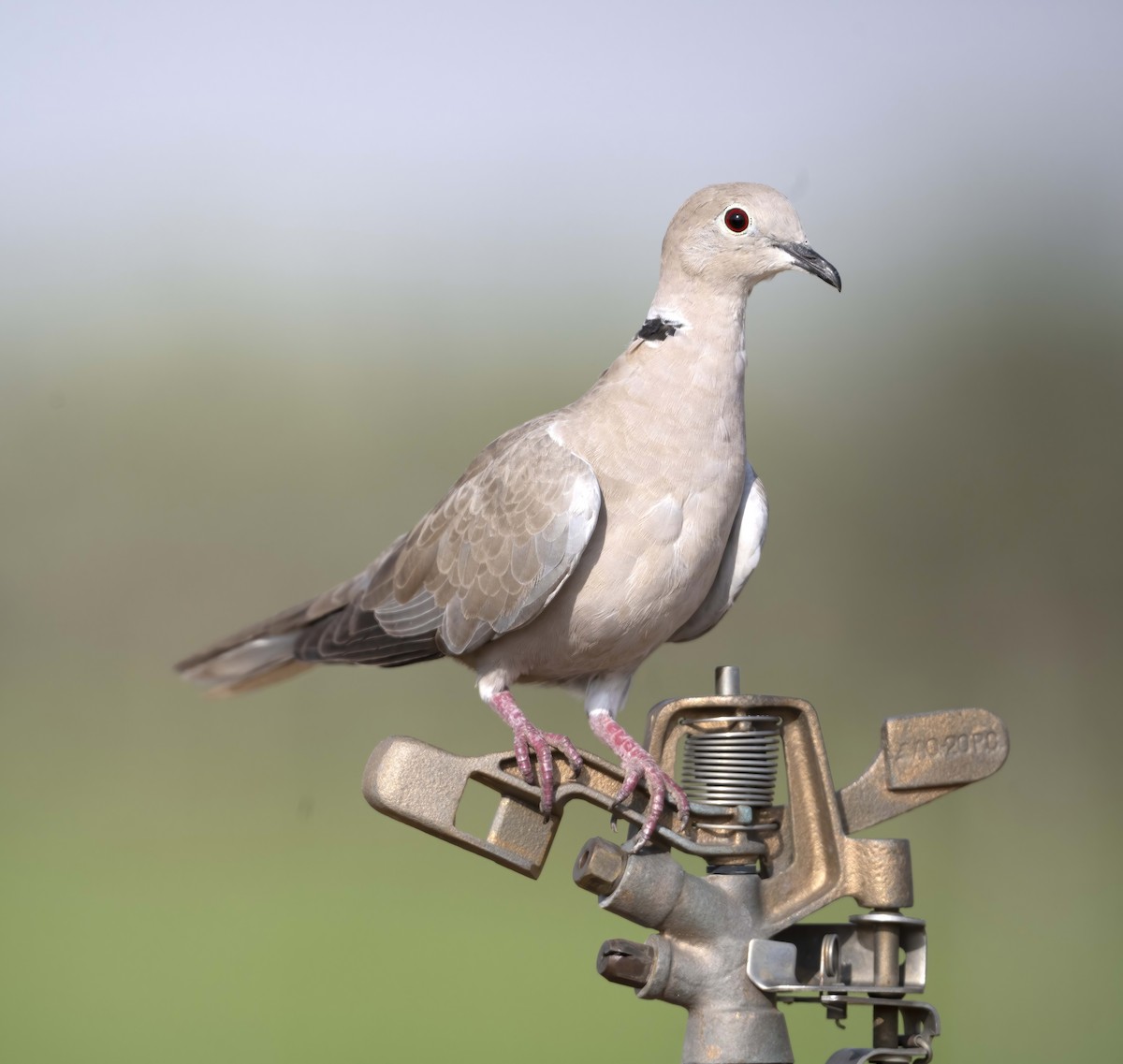 Eurasian Collared-Dove - ML609701593