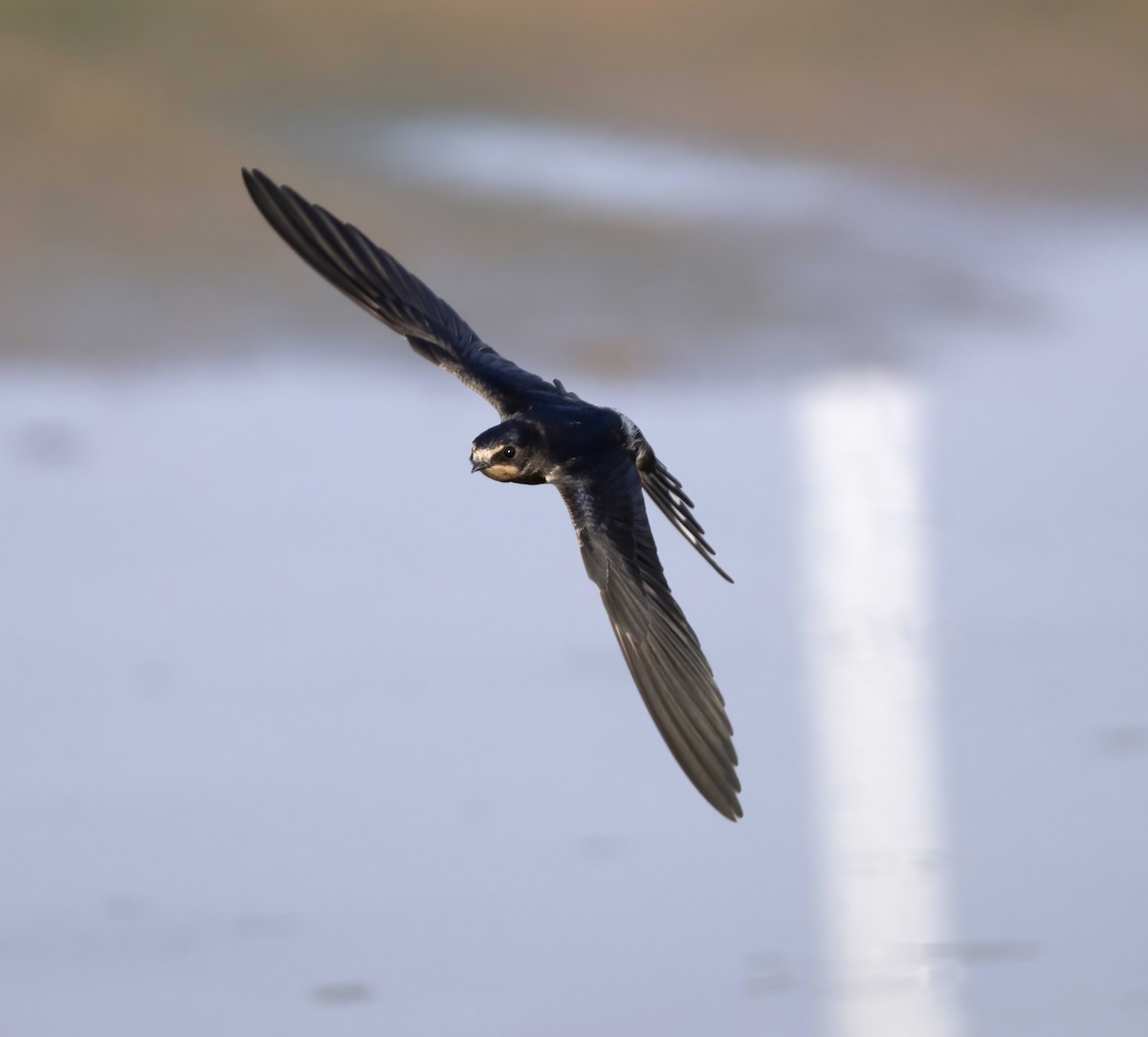 Barn Swallow - ML609701616