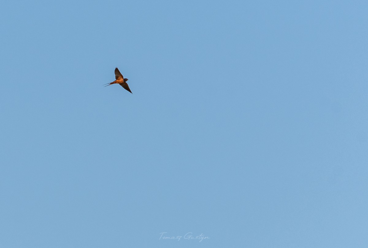 Barn Swallow (Egyptian) - ML609701623