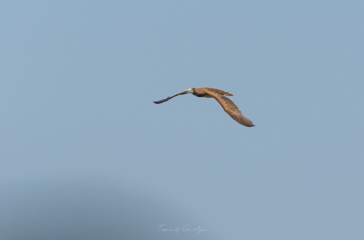 Brown Booby - ML609701791