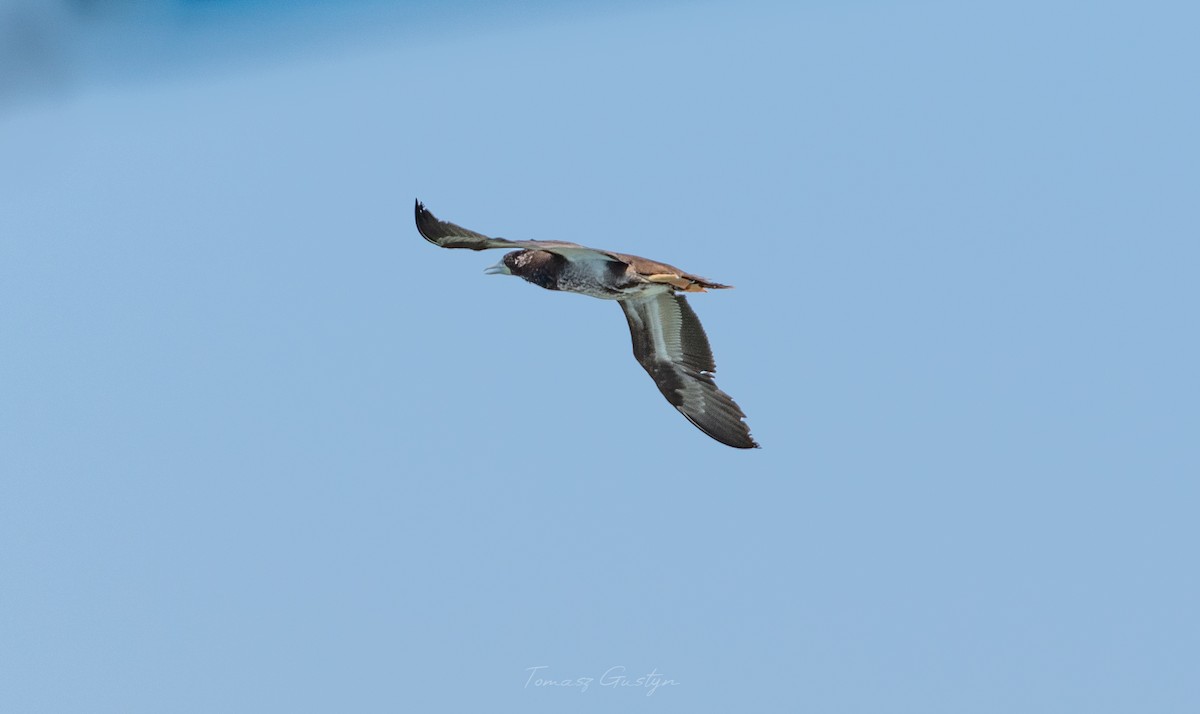 Brown Booby - ML609701798