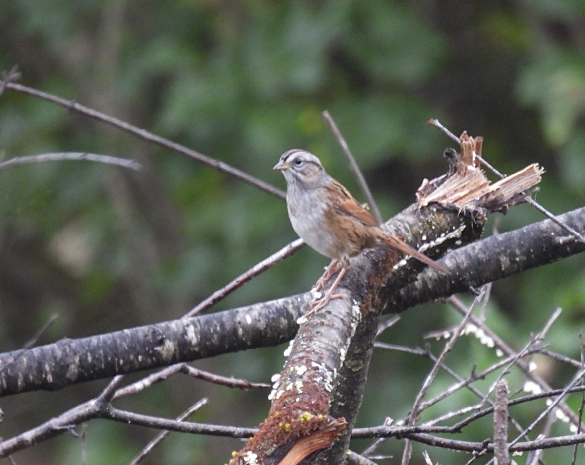 Swamp Sparrow - ML609702020
