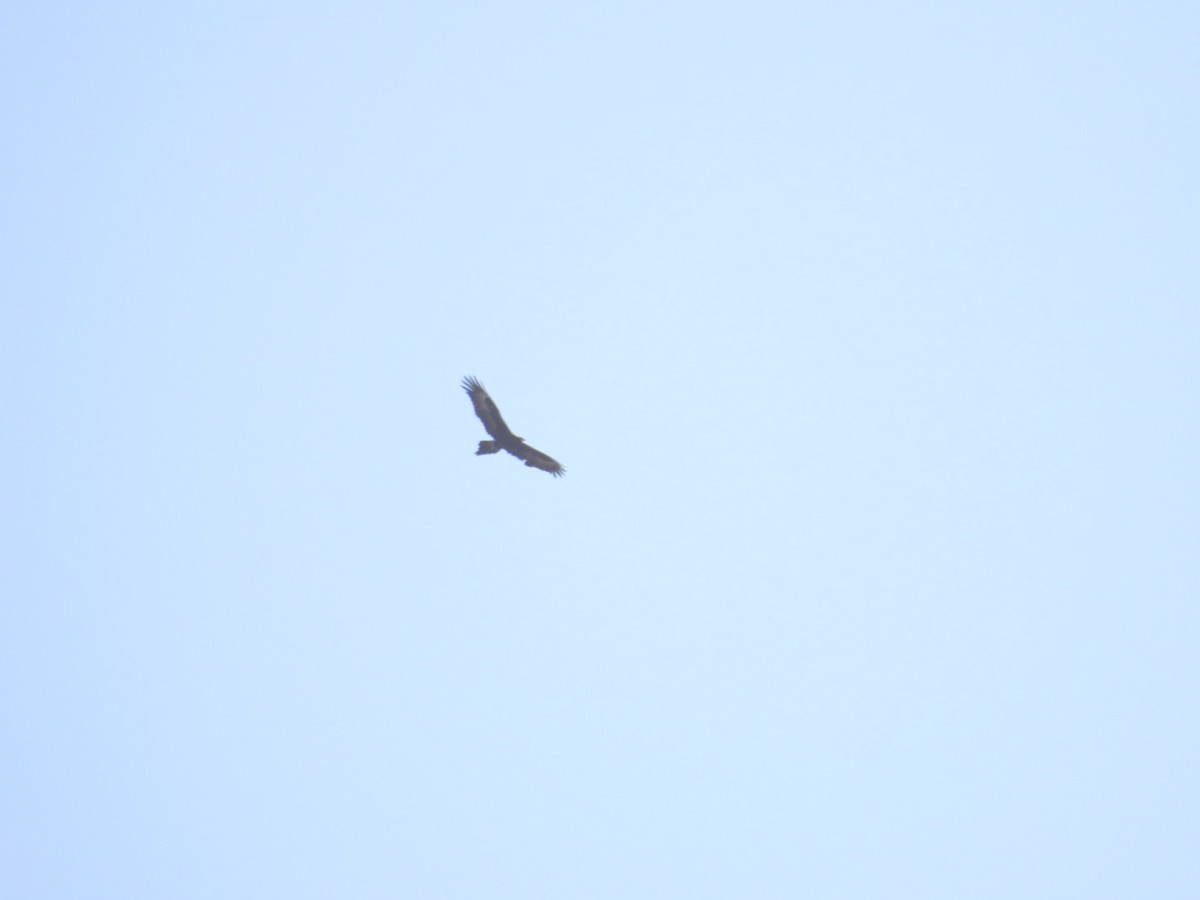 Wedge-tailed Eagle - ML609702146