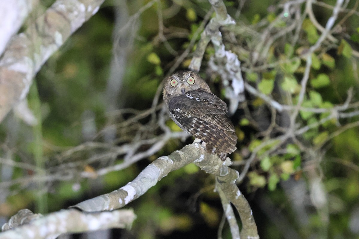 Madagascar Scops-Owl (Torotoroka) - ML609702422