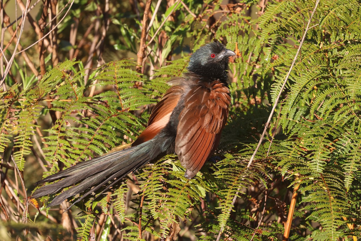 Malagasy Coucal - ML609702599
