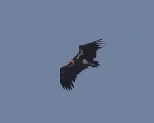 Lappet-faced Vulture - ML609702630