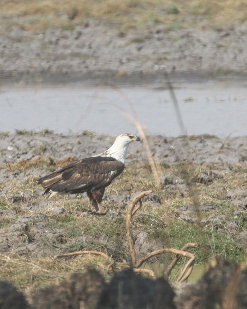African Fish-Eagle - ML609702639