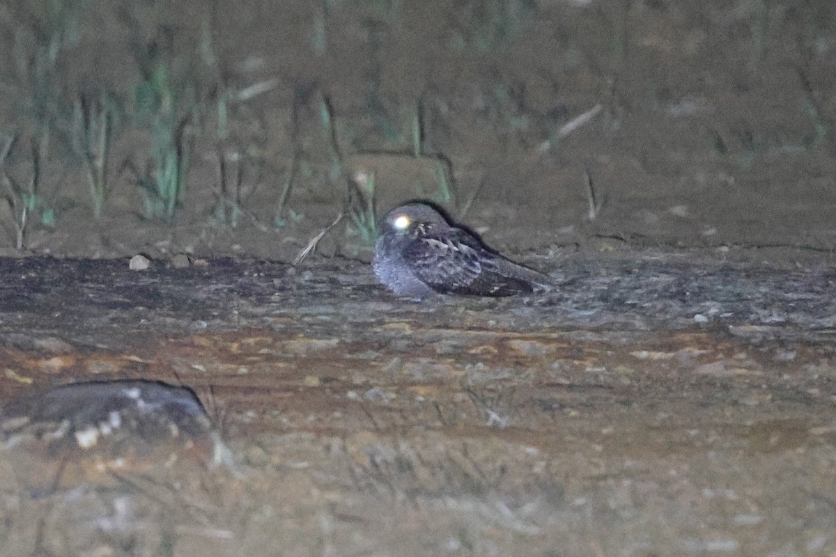 Madagascar Nightjar - ML609702640