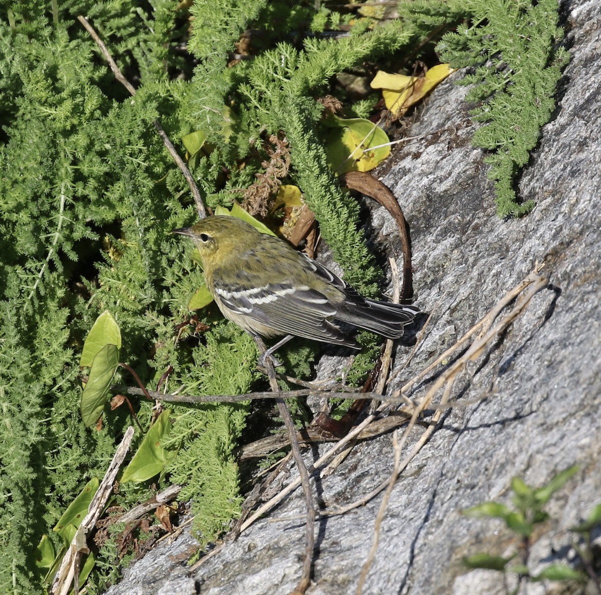 Bay-breasted Warbler - ML609702651