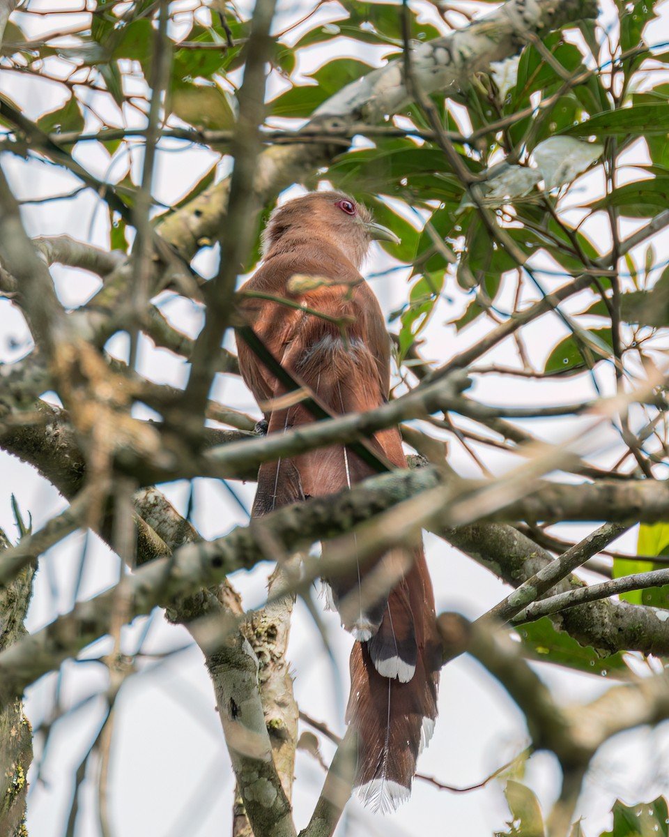 Ebird Checklist Oct Paque Natural Municipal Jaceguava Species