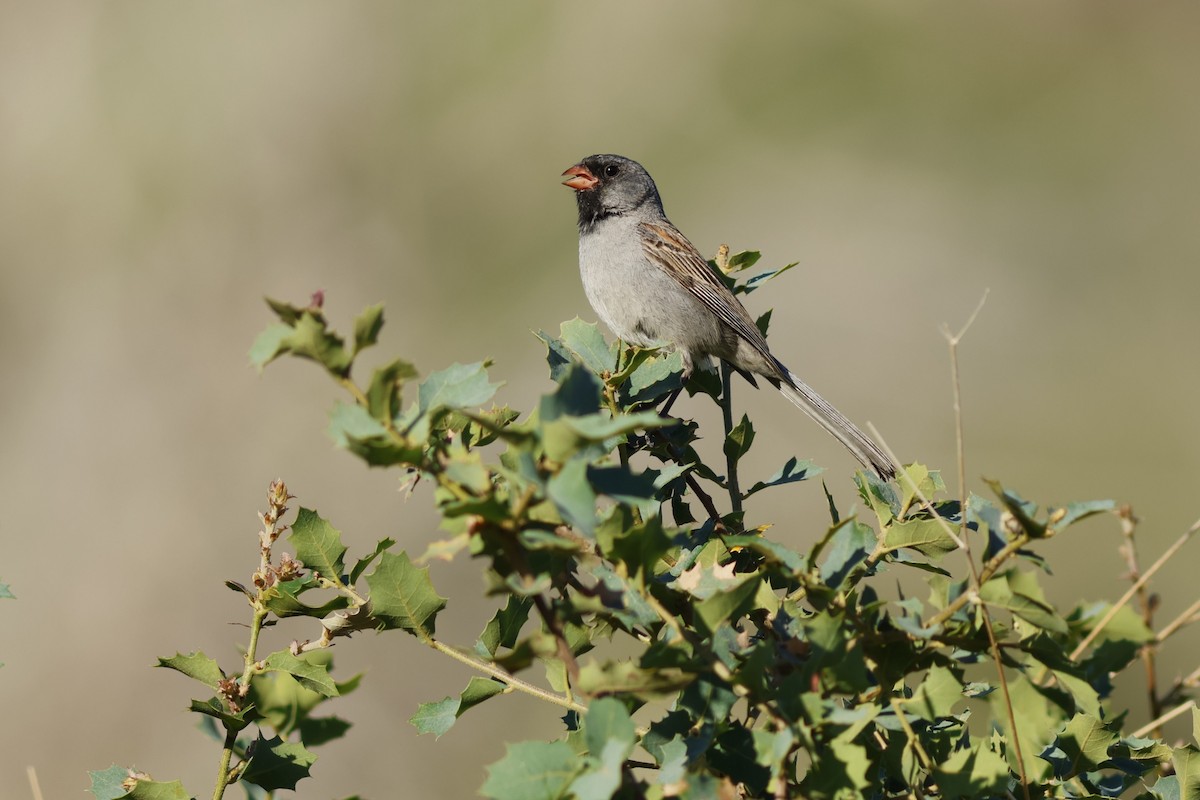 Black-chinned Sparrow - ML609702876