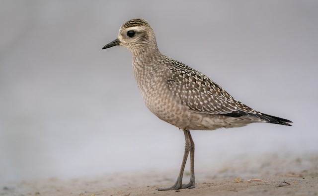 Juvenile American Golden-Plover. - American Golden-Plover - 