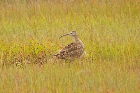 Whimbrel - Karen Thompson