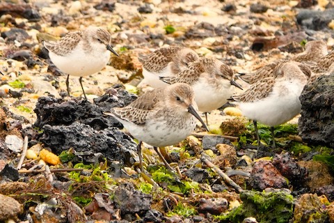 Dunlin - Karen Thompson