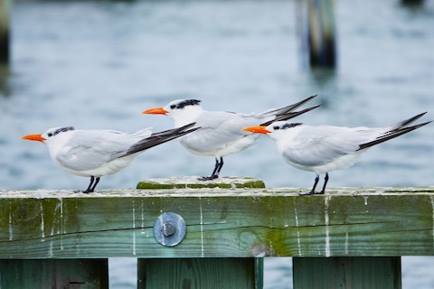 Royal Tern - Karen Thompson