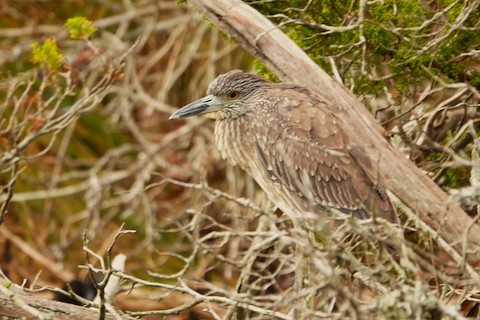 Black-crowned Night-Heron - Karen Thompson