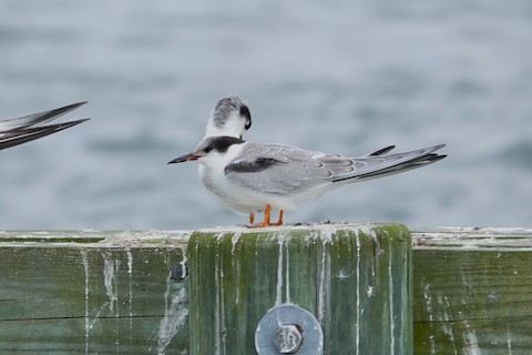 Common Tern - Karen Thompson