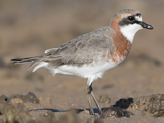 Breeding adult - Terence Alexander - ML609703547