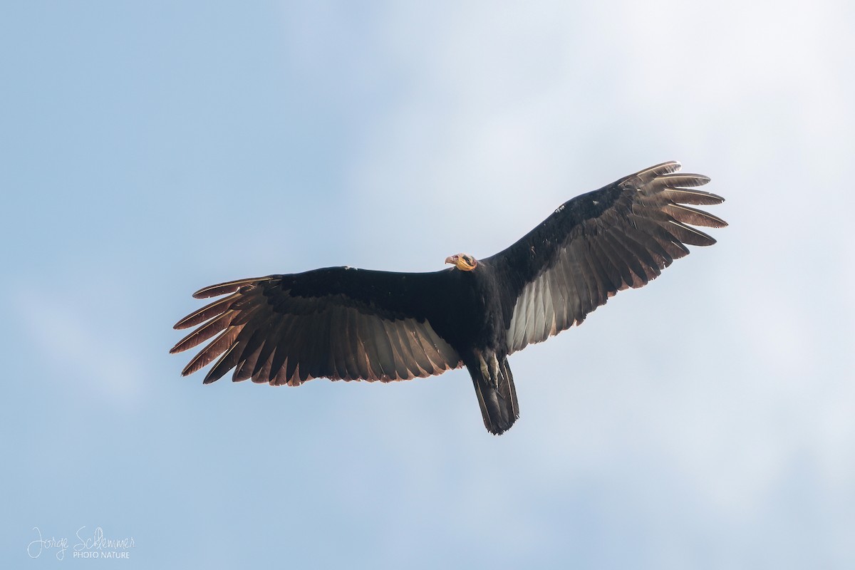 Greater Yellow-headed Vulture - ML609703648