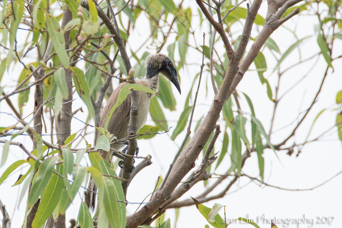 Helmeted Friarbird (Hornbill) - ML60970391