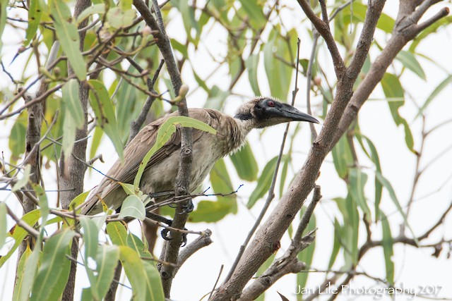 Helmeted Friarbird (Hornbill)