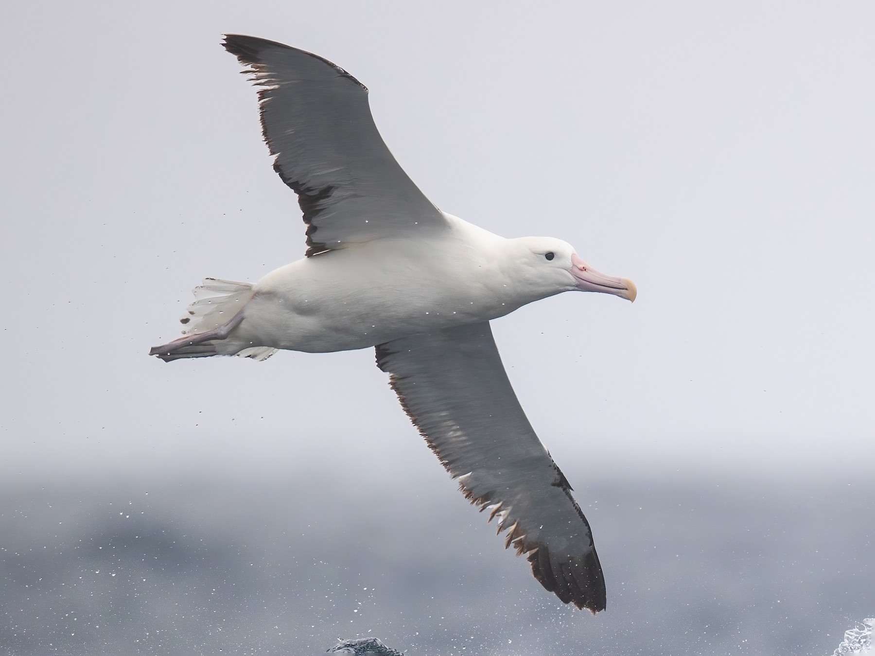 Albatros royal - eBird
