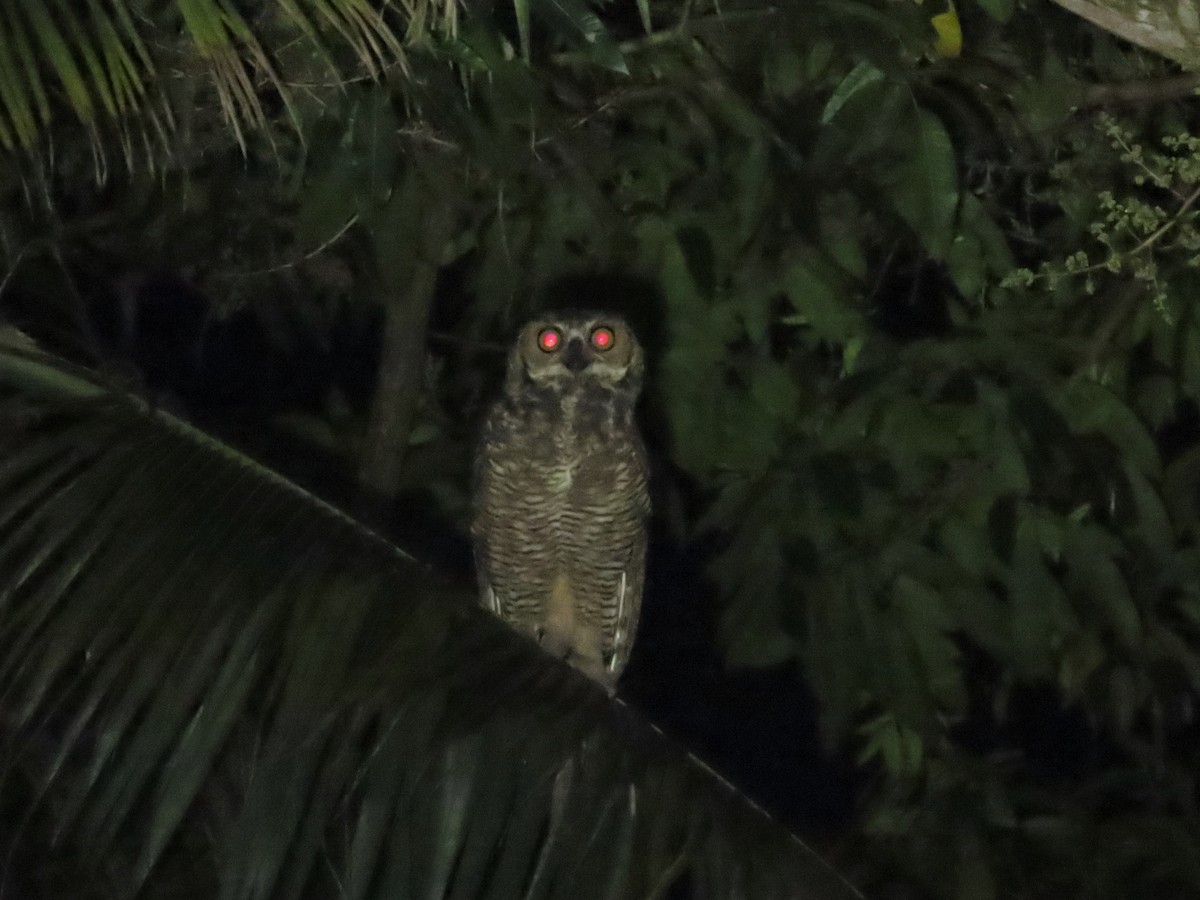 Great Horned Owl - ML609704233