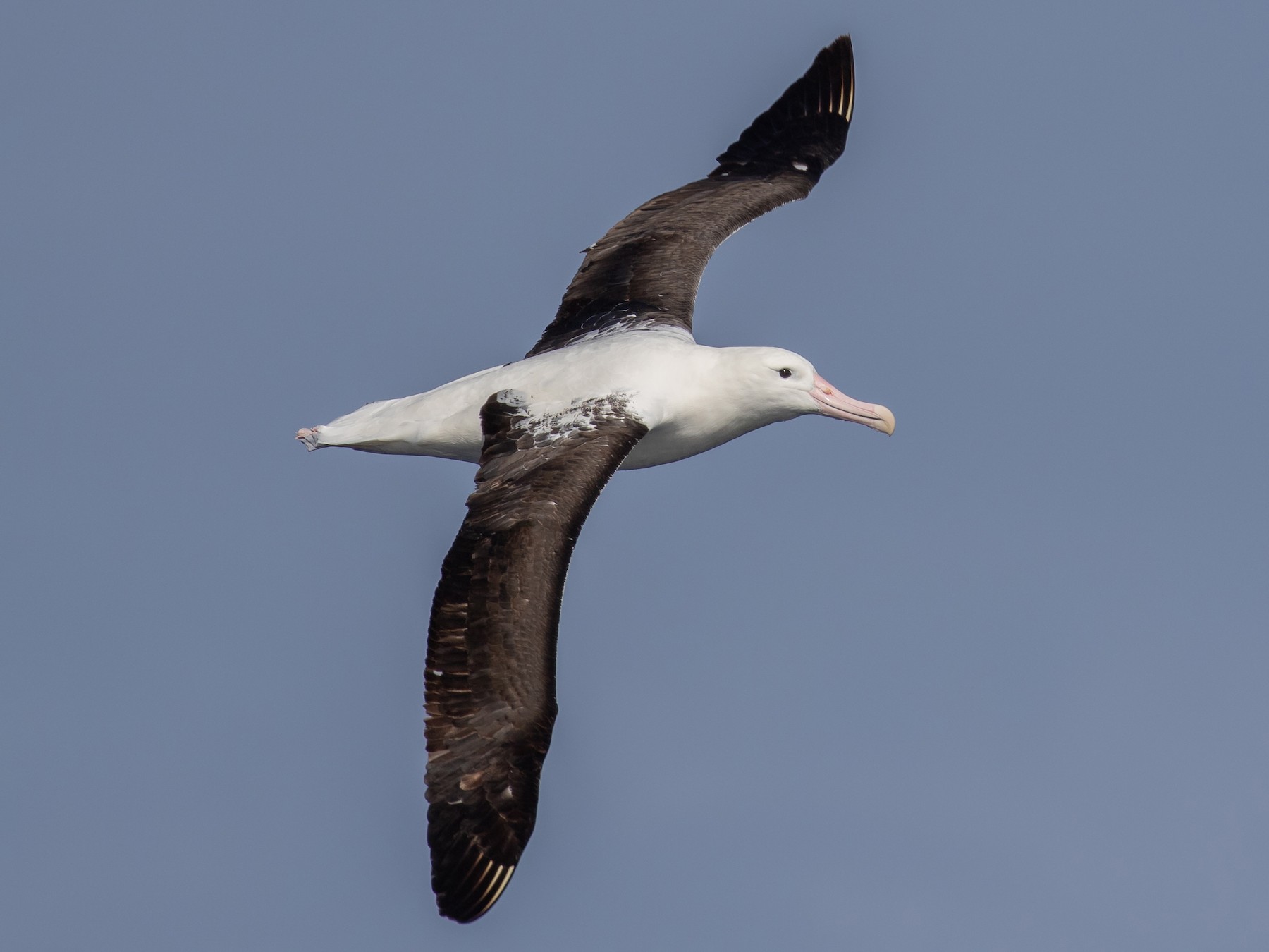 Northern Royal Albatross - Paul Brooks