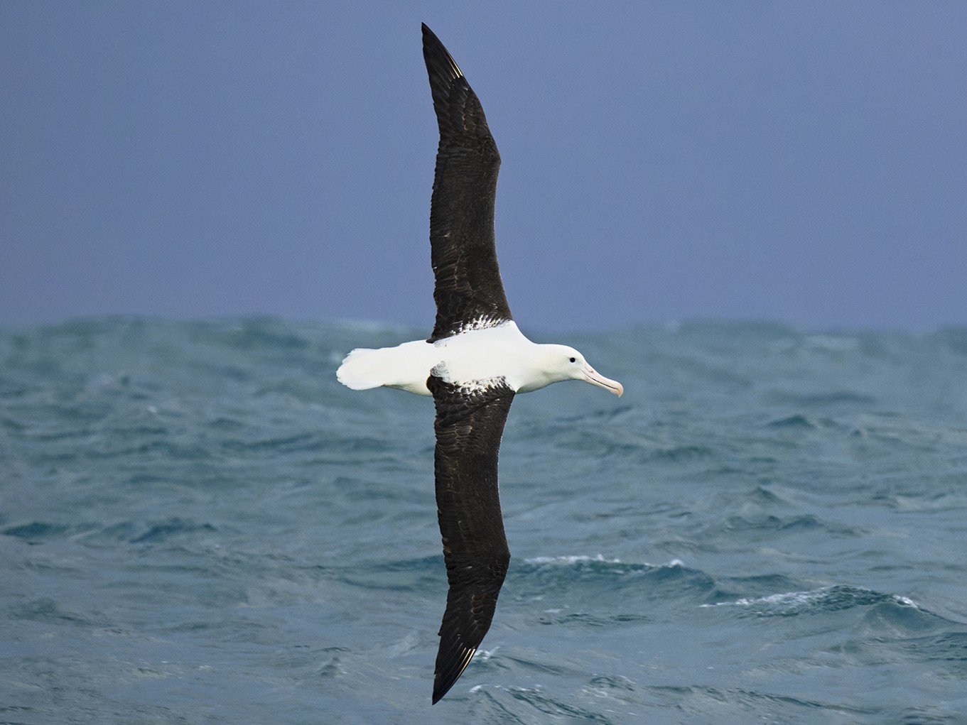 Northern Royal Albatross - James Livaudais