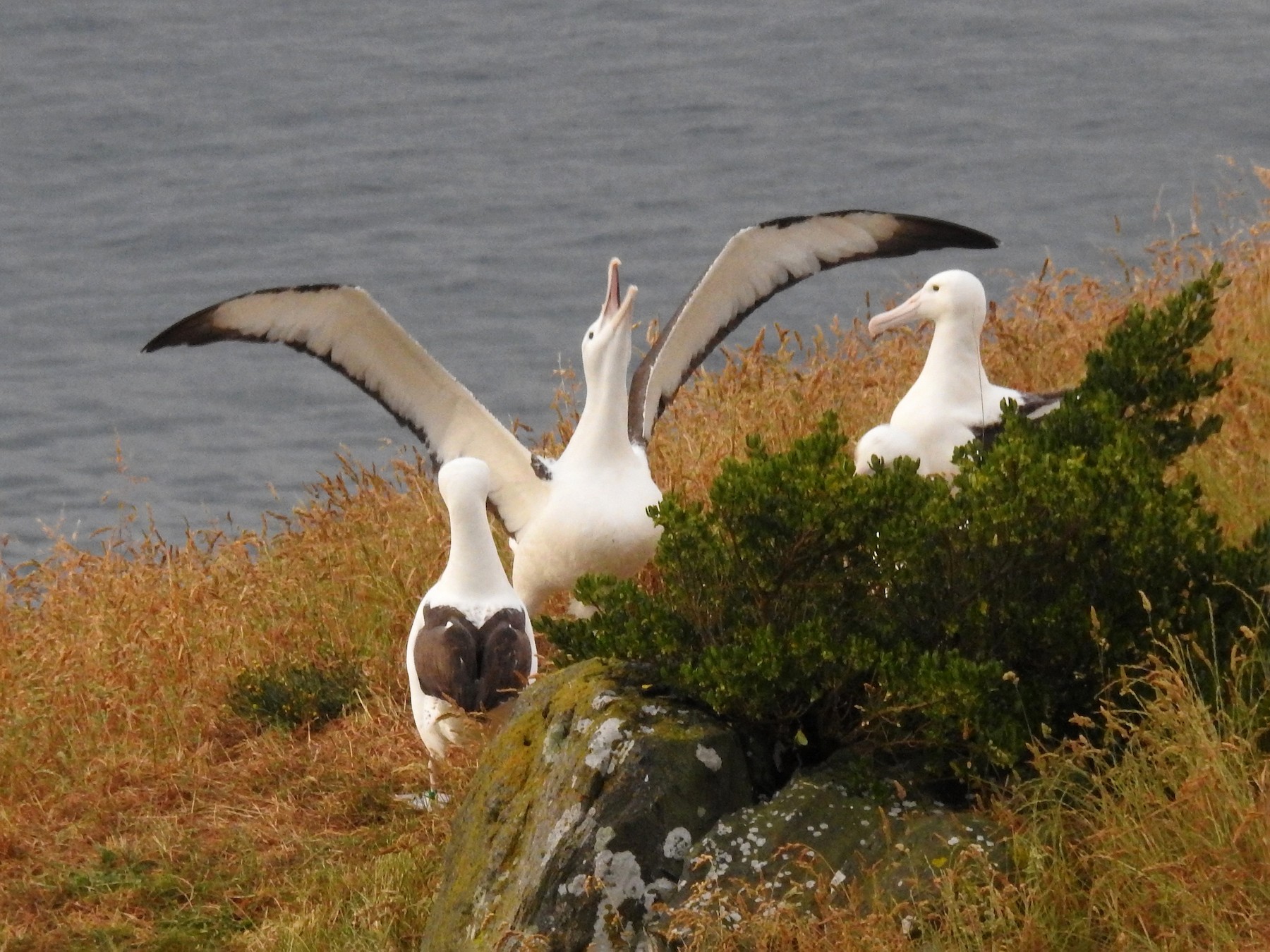 Northern Royal Albatross - Tim Tucey