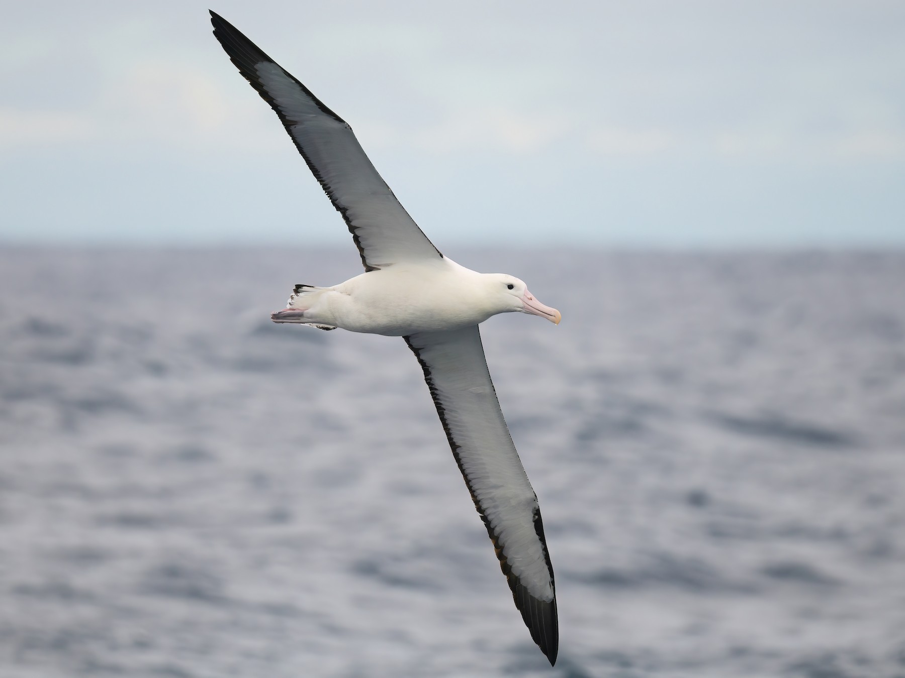 Northern Royal Albatross - Regard Van Dyk