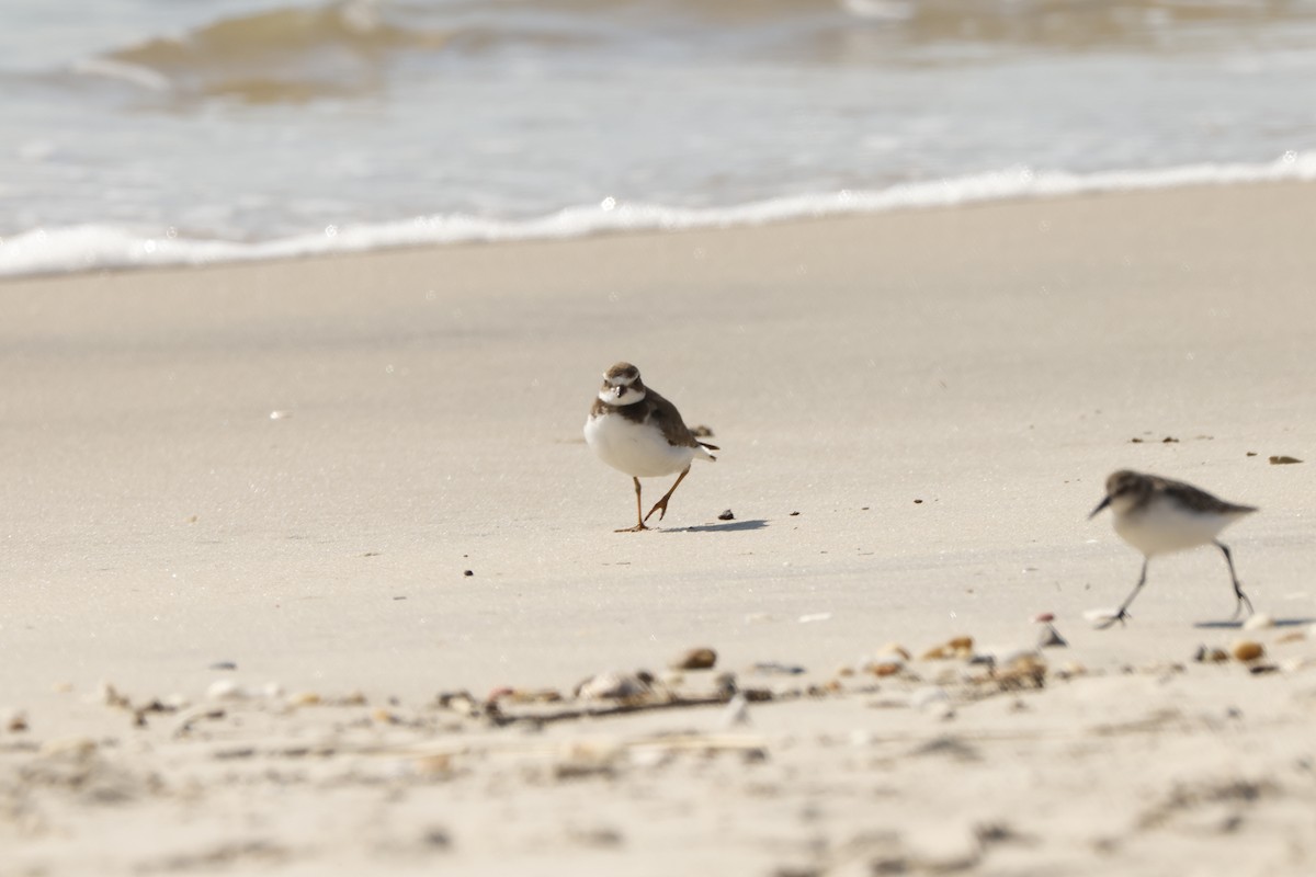 Semipalmated Plover - ML609704603