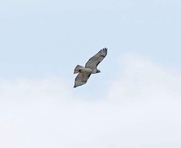 Red-tailed Hawk - ML609704850