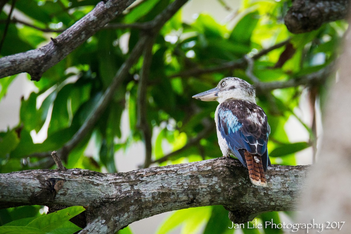 Blue-winged Kookaburra - Jan Lile