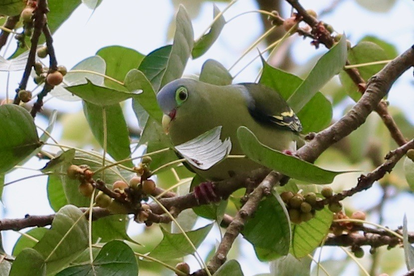 Thick-billed Green-Pigeon - ML609705102