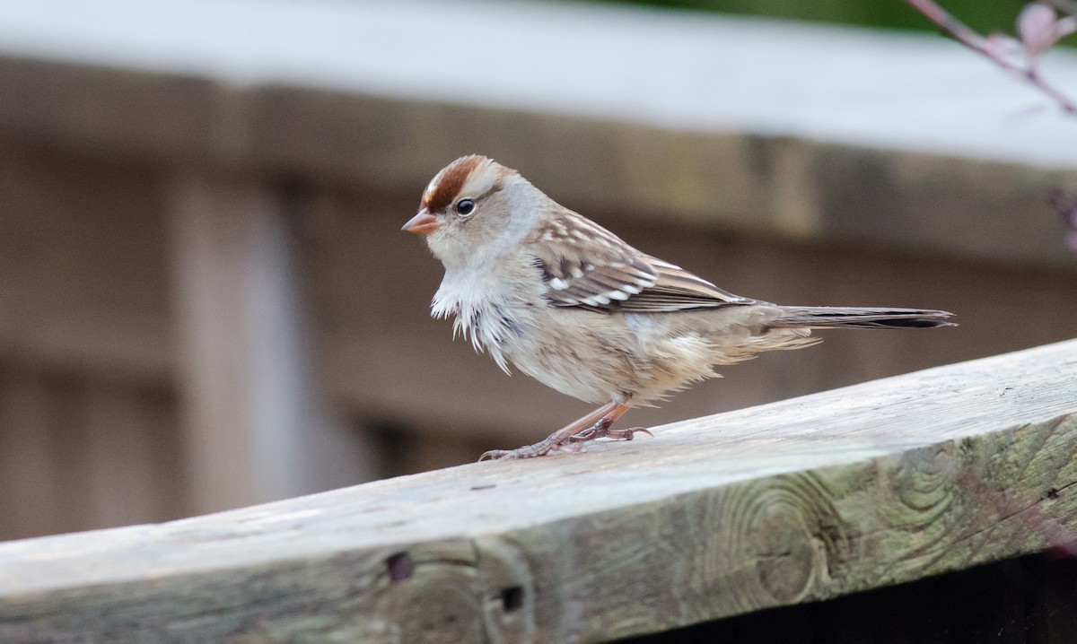 White-crowned Sparrow - Alix d'Entremont
