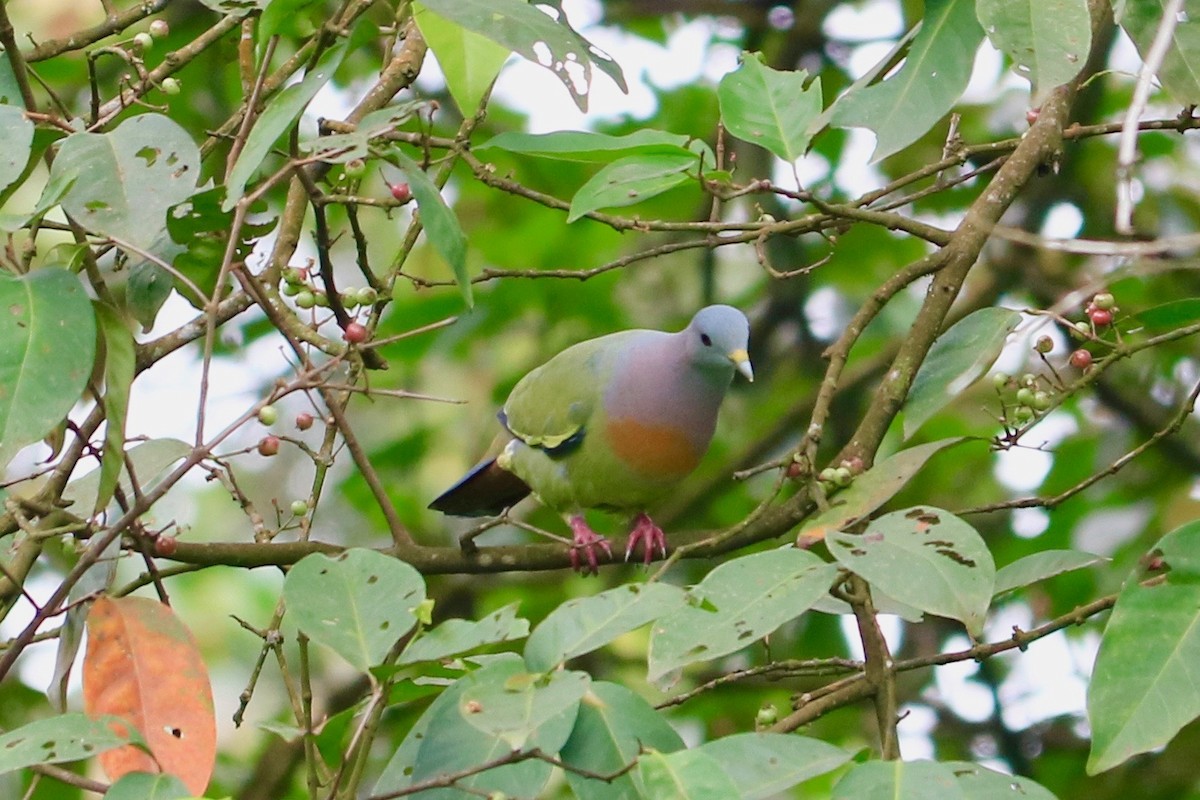 Розовошейный зелёный голубь - ML609705291