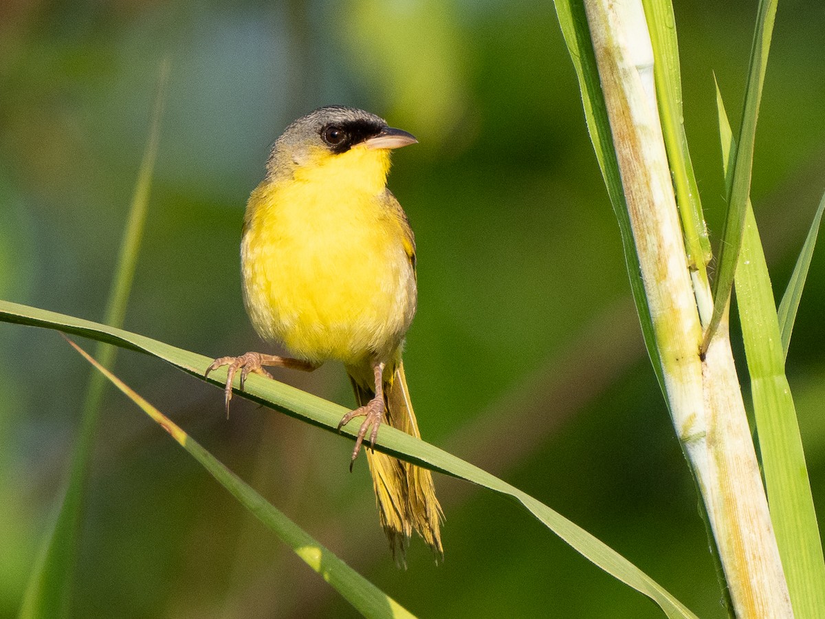 Gray-crowned Yellowthroat - Chris Fischer