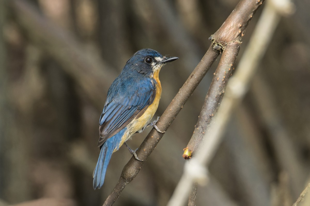 Mangrove Blue Flycatcher (Mangrove) - ML609705498