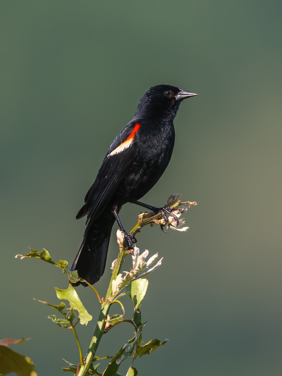 Red-winged Blackbird - Jeff Hapeman