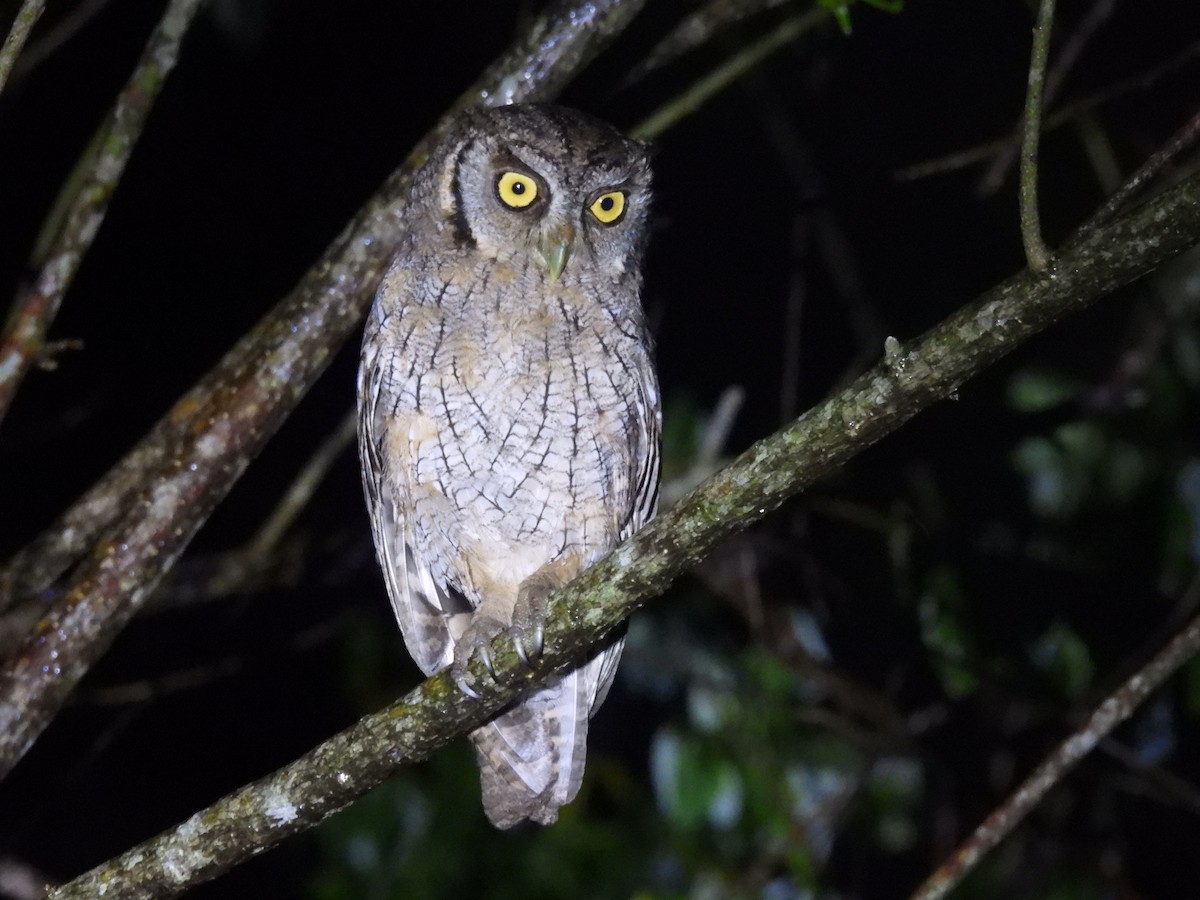 Tropical Screech-Owl - Jorge Alcalá