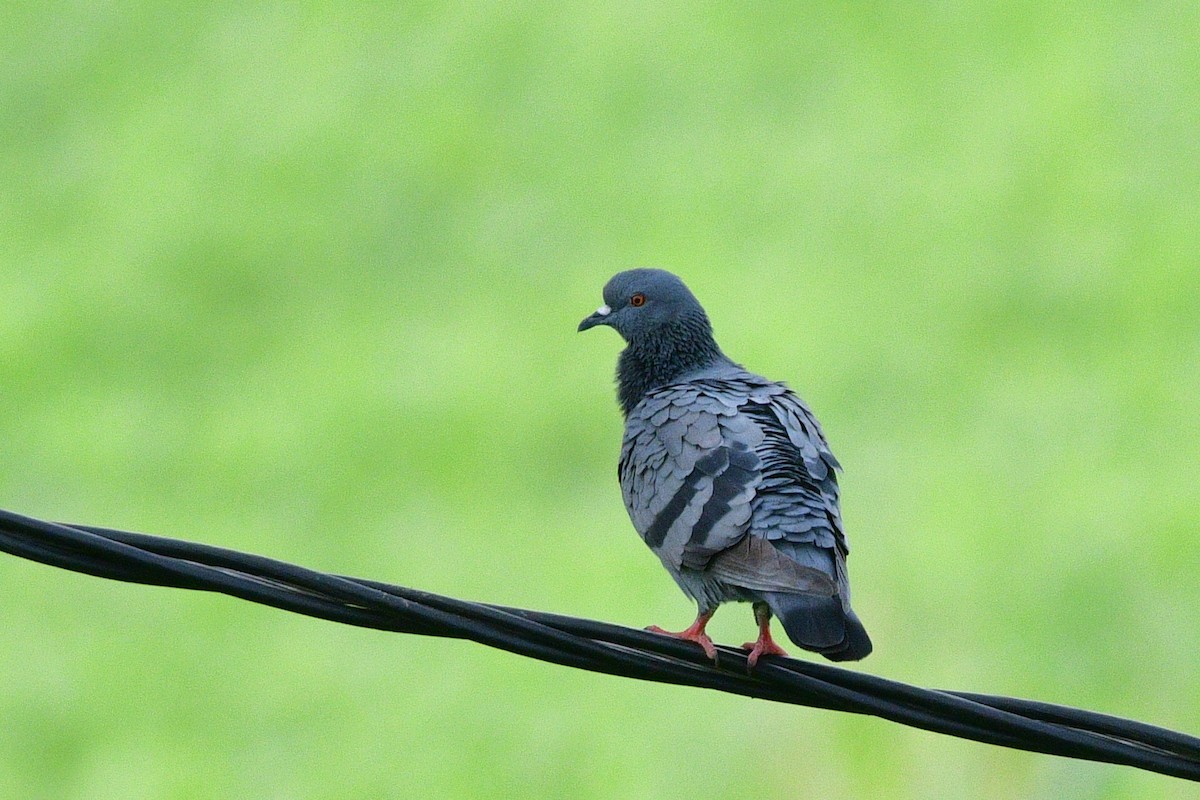 Rock Pigeon (Feral Pigeon) - ML609706188