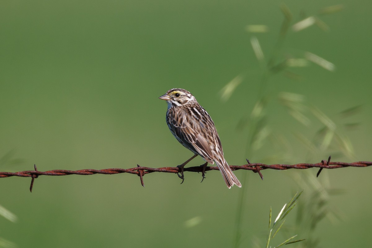 Savannah Sparrow - ML609706339