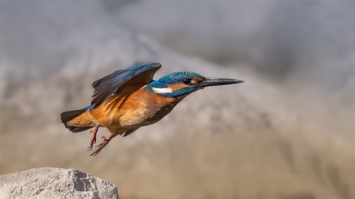 Common Kingfisher - Jivko Nakev