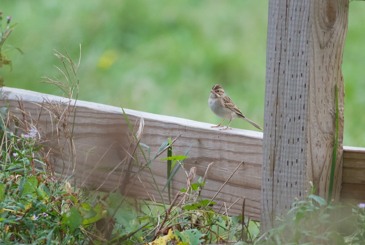 Clay-colored Sparrow - ML609706387