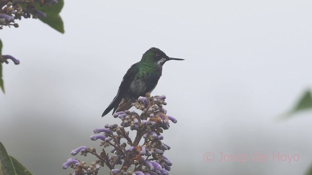 kolibřík trnoocasý - ML609706441
