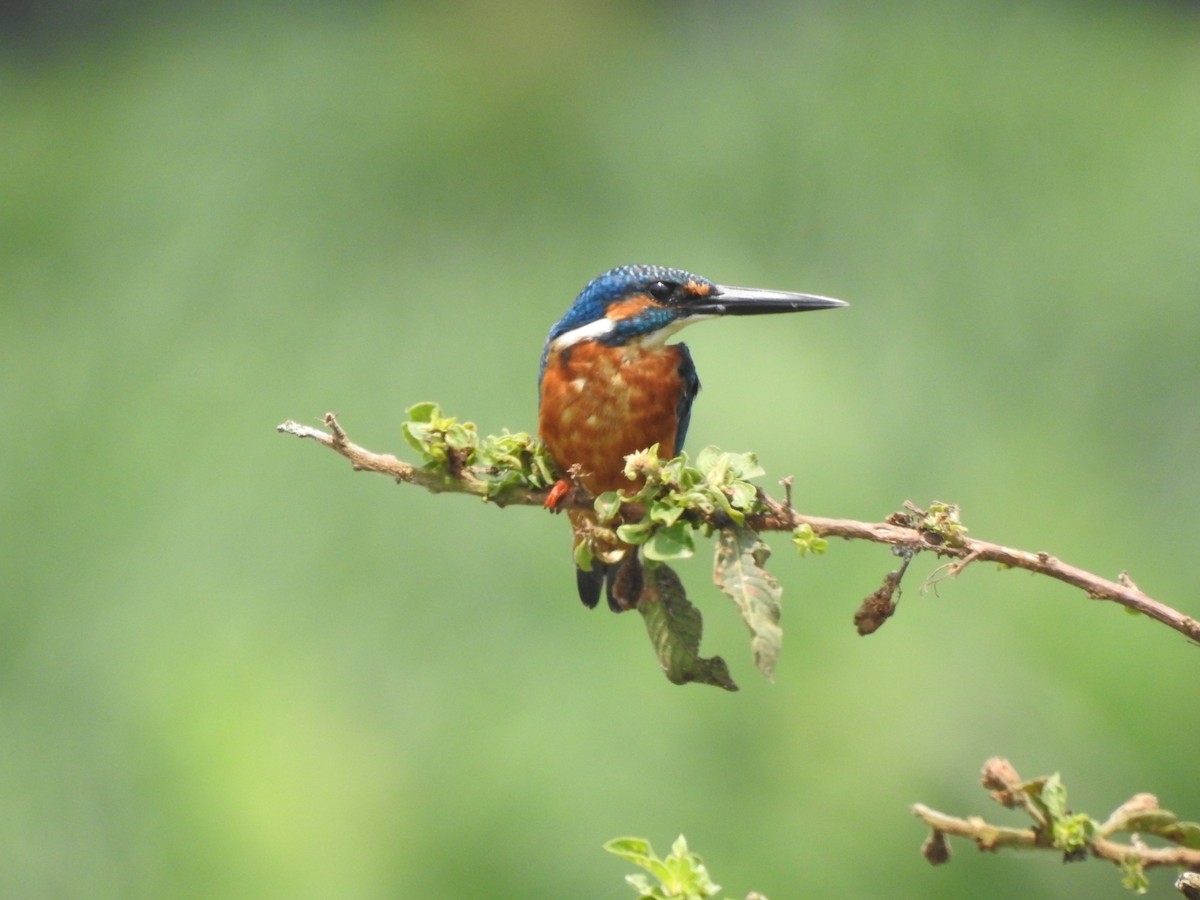 Common Kingfisher - PRIYA  AV