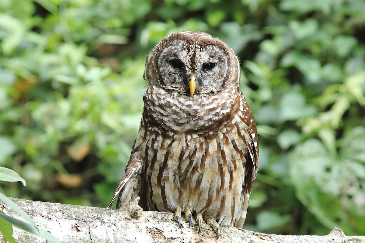 eBird Checklist 8 Oct 2023 Double Hammock Creek 41 species (+1 other taxa)