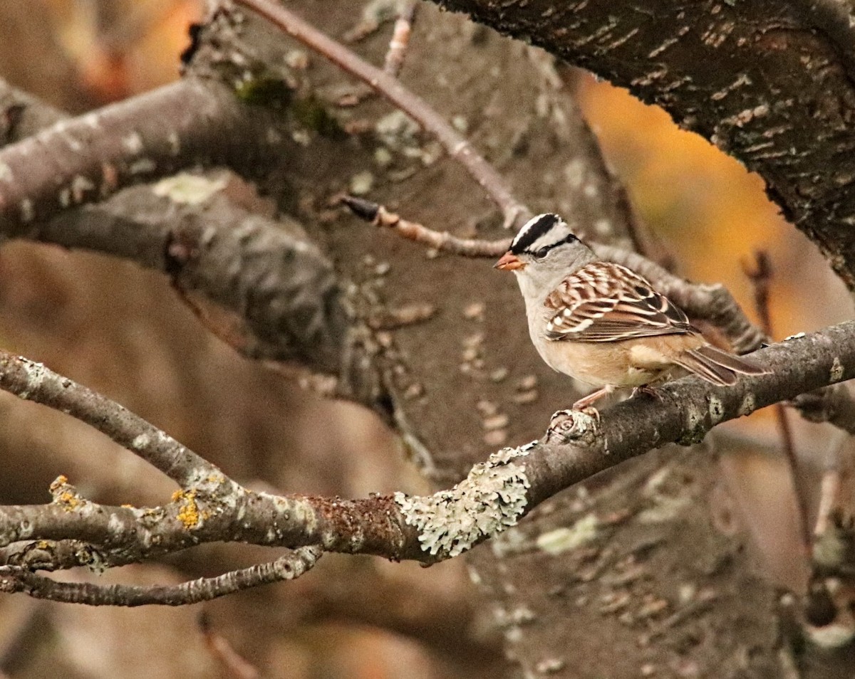 White-crowned Sparrow - ML609706903