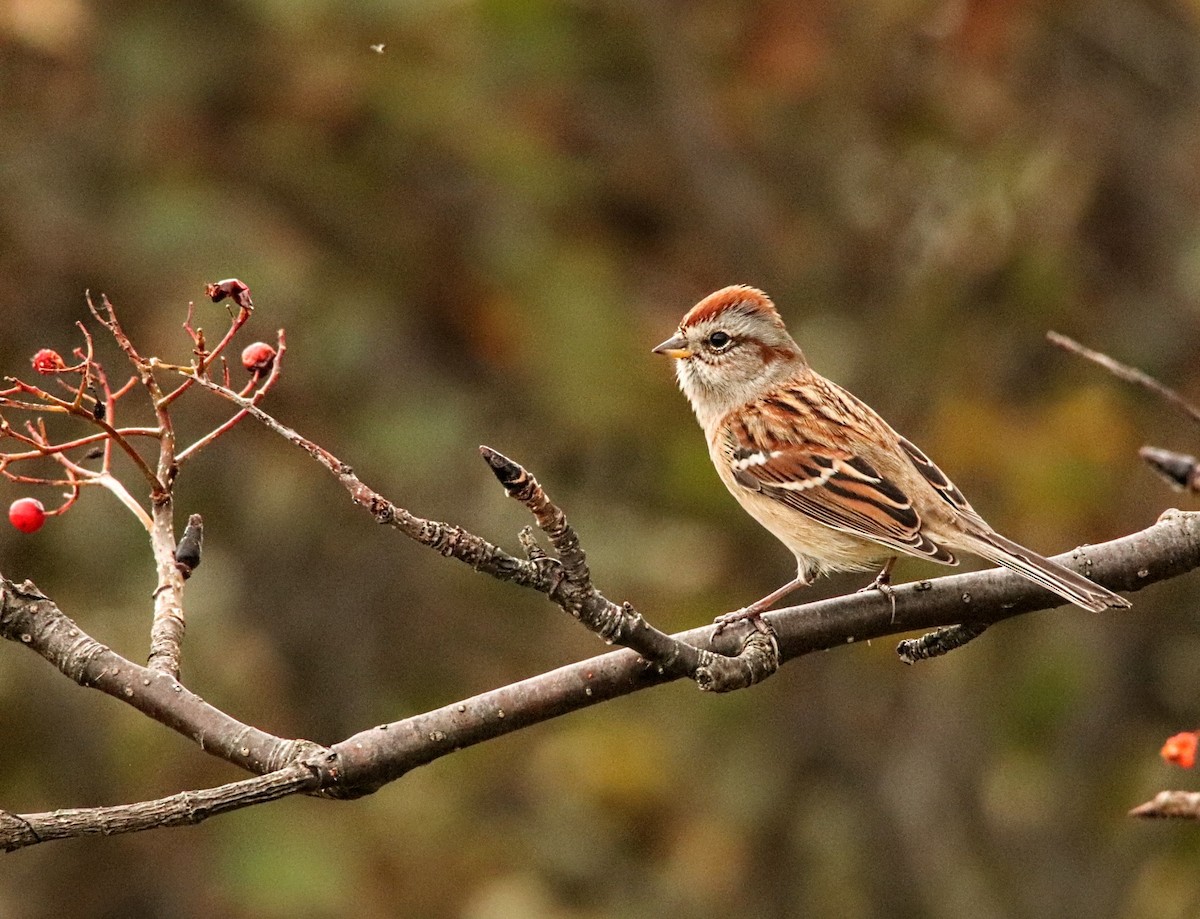 American Tree Sparrow - ML609706915